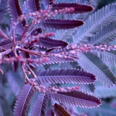 Acacia Baileyana